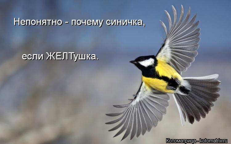 Непонятно - почему синичка, если ЖЕЛТушка.... Котоматрица: Непонятно - почему синичка, если ЖЕЛТушка.