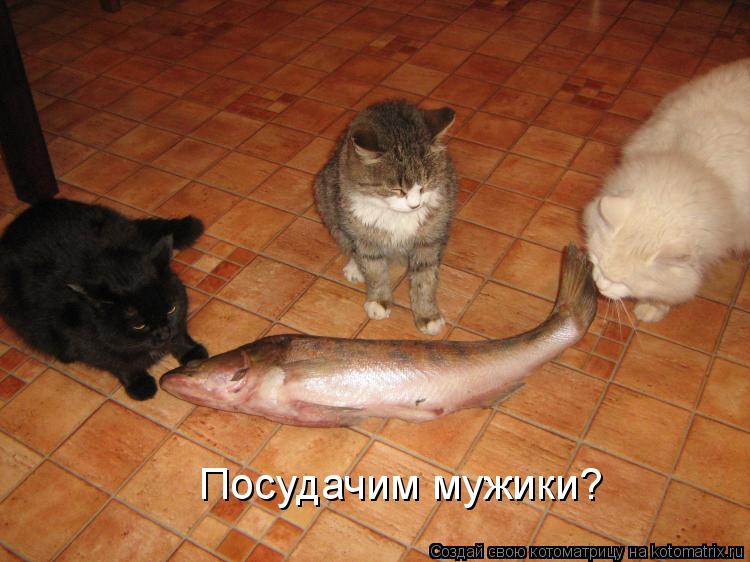 Посудачим мужики?... Котоматрица: Посудачим мужики?