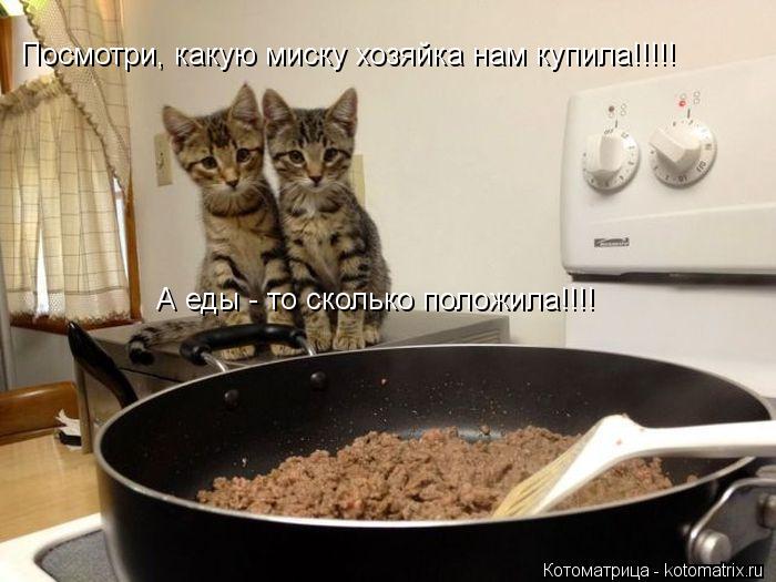 Посмотри, какую миску хозяйка нам купила!!!!! А еды - то сколько положила!!!!... Котоматрица: Посмотри, какую миску хозяйка нам купила!!!!! А еды - то сколько положила!!!!
