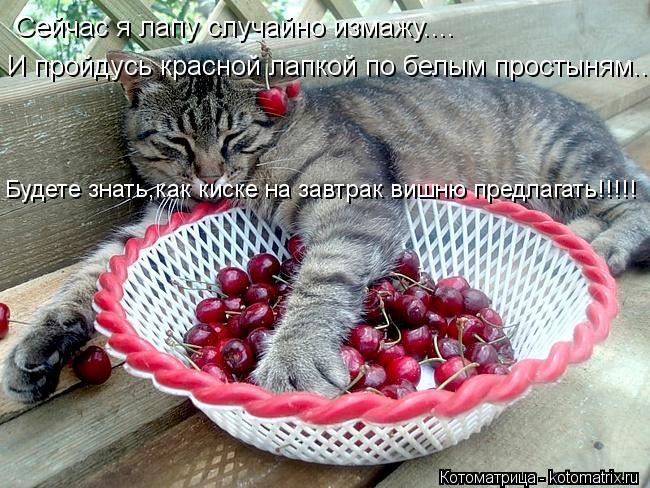 Сейчас я лапу случайно измажу.... И пройдусь красной лапкой по белым простыням... Будете знать,как ки... Котоматрица: Сейчас я лапу случайно измажу.... И пройдусь красной лапкой по белым простыням... Будете знать,как киске на завтрак вишню предлагать!!!!!