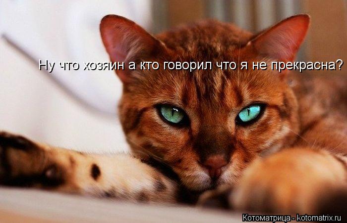 Ну что хозяин а кто говорил что я не прекрасна?... Котоматрица: Ну что хозяин а кто говорил что я не прекрасна?