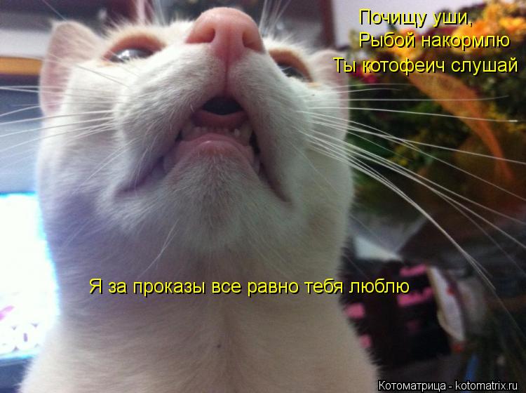 Почищу уши, Рыбой накормлю Ты котофеич слушай Я за проказы все равно тебя люблю... Котоматрица: Почищу уши, Рыбой накормлю Ты котофеич слушай Я за проказы все равно тебя люблю