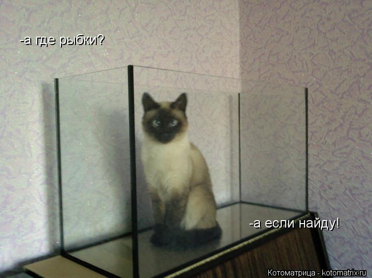 -а где рыбки? -а если найду!... Котоматрица: -а где рыбки? -а если найду!