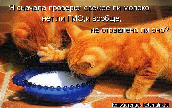 Я сначала проверю: свежее ли молоко, нет ли ГМО,и вообще, не отравлено ли оно?... Котоматрица: Я сначала проверю: свежее ли молоко, нет ли ГМО,и вообще, не отравлено ли оно?