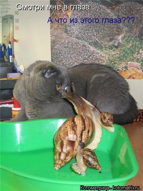 Смотри мне в глаза.... А что из этого глаза???... Котоматрица: Смотри мне в глаза.... А что из этого глаза???