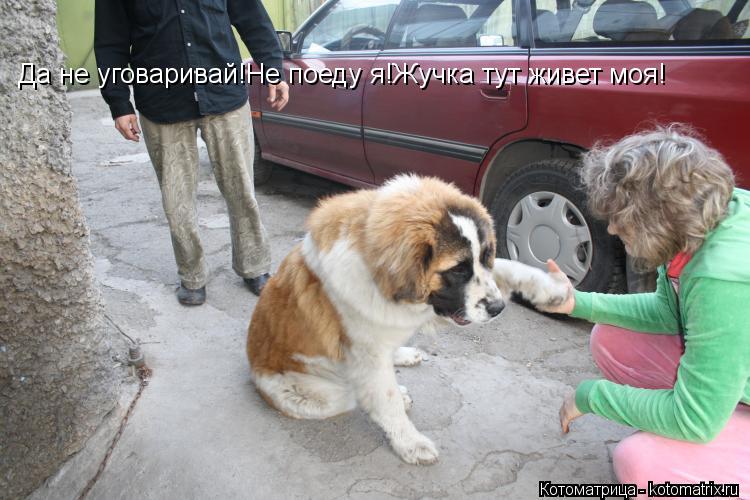 Да не уговаривай!Не поеду я!Жучка тут живет моя!... Котоматрица: Да не уговаривай!Не поеду я!Жучка тут живет моя!