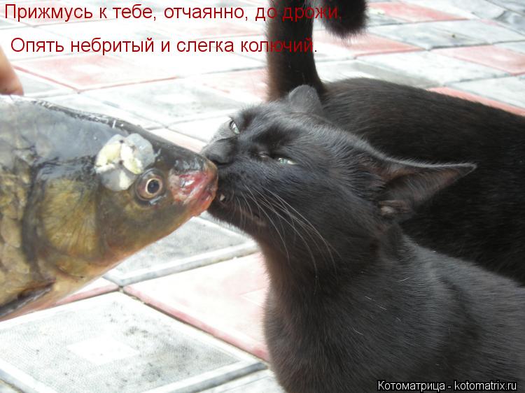 Прижмусь к тебе, отчаянно, до дрожи. Опять небритый и слегка колючий.... Котоматрица: Прижмусь к тебе, отчаянно, до дрожи. Опять небритый и слегка колючий.