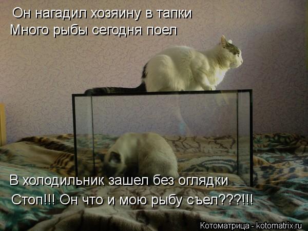 Он нагадил хозяину в тапки Много рыбы сегодня поел В холодильник зашел без оглядки Стоп!!! Он что и м... Котоматрица: Он нагадил хозяину в тапки Много рыбы сегодня поел В холодильник зашел без оглядки Стоп!!! Он что и мою рыбу съел???!!!