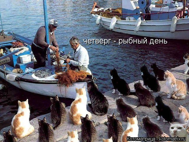 четверг - рыбный день... Котоматрица: четверг - рыбный день