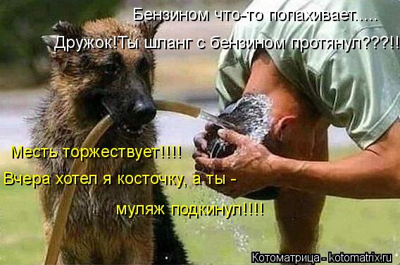 Бензином что-то попахивает..... Дружок!Ты шланг с бензином протянул???!!!! Месть торжествует!!!! Вчер... Котоматрица: Бензином что-то попахивает..... Дружок!Ты шланг с бензином протянул???!!!! Месть торжествует!!!! Вчера хотел я косточку, а ты - муляж подкинул!!!!