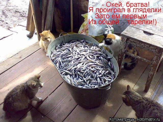- Окей, братва! Я проиграл в гляделки.... Зато ем первым Из общей тарелки!)... Котоматрица: - Окей, братва! Я проиграл в гляделки.... Зато ем первым Из общей тарелки!)