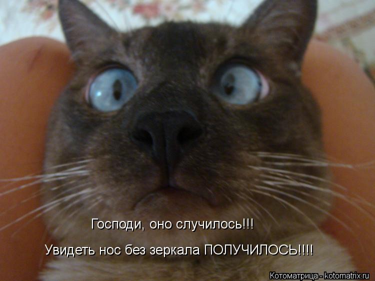 Господи, оно случилось!!! Увидеть нос без зеркала ПОЛУЧИЛОСЬ!!!!... Котоматрица: Господи, оно случилось!!! Увидеть нос без зеркала ПОЛУЧИЛОСЬ!!!!