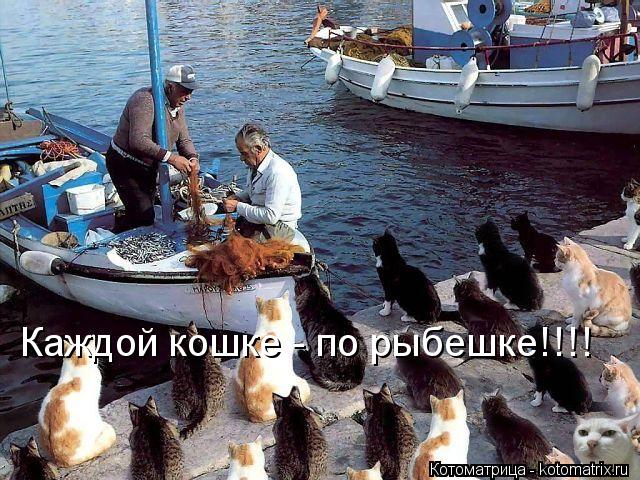 Каждой кошке - по рыбешке!!!!... Котоматрица: Каждой кошке - по рыбешке!!!!