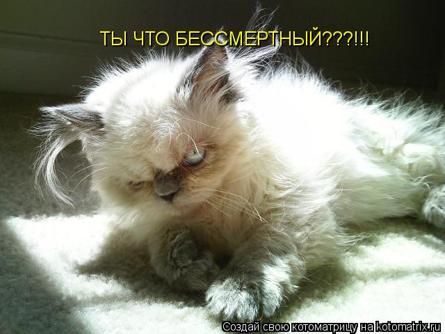 ТЫ ЧТО БЕССМЕРТНЫЙ???!!!... Котоматрица: ТЫ ЧТО БЕССМЕРТНЫЙ???!!!