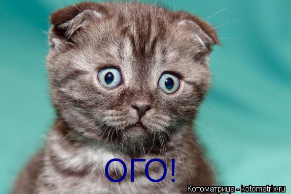 ОГО!... Котоматрица: ОГО!