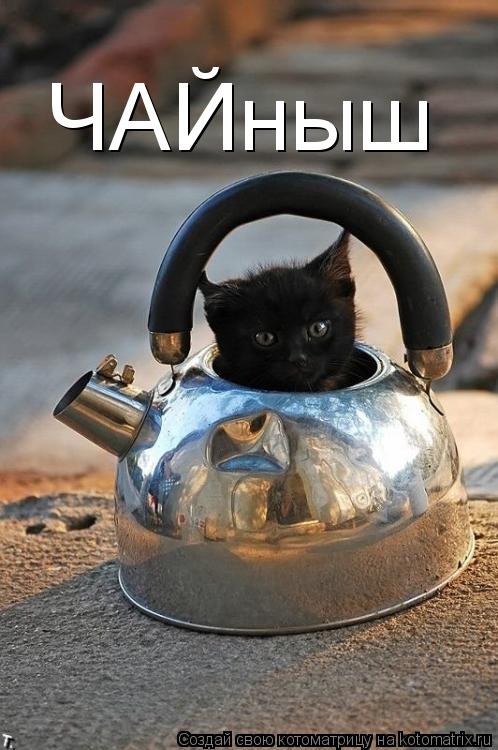 ЧАЙныш... Котоматрица: ЧАЙныш