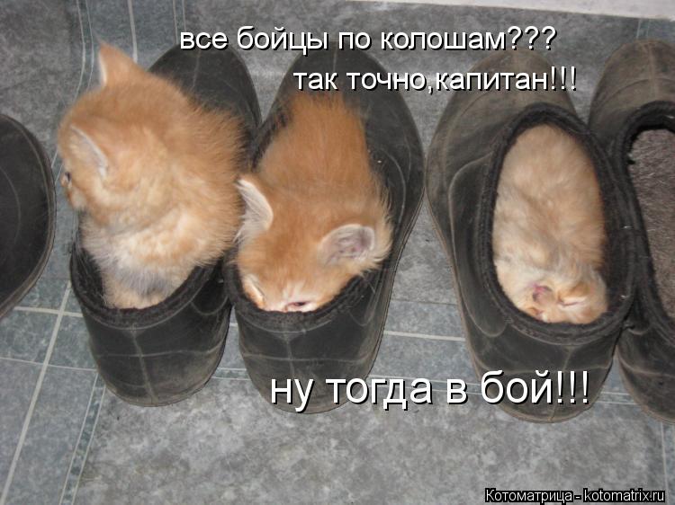 все бойцы по колошам??? так точно,капитан!!! ну тогда в бой!!!... Котоматрица: все бойцы по колошам??? так точно,капитан!!! ну тогда в бой!!!