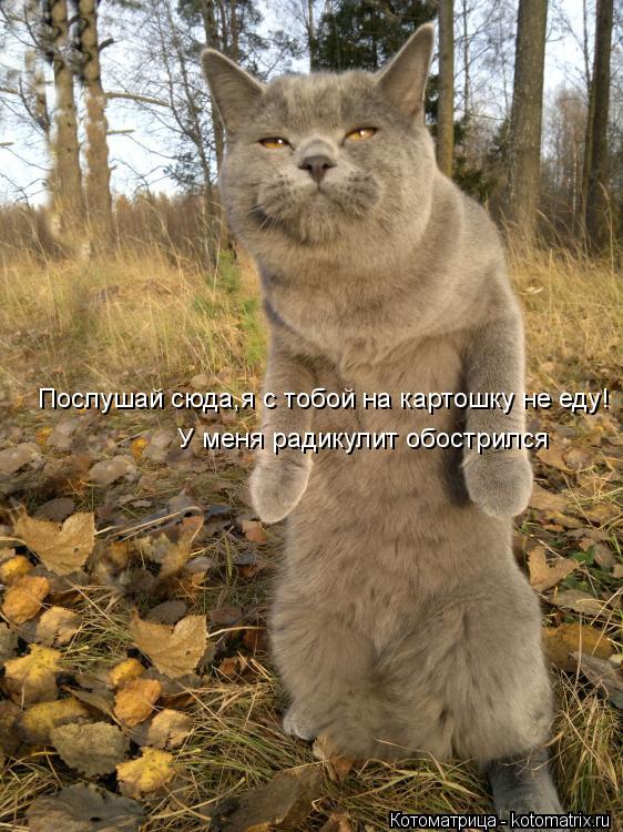 Послушай сюда,я с тобой на картошку не еду! У меня радикулит обострился... Котоматрица: Послушай сюда,я с тобой на картошку не еду! У меня радикулит обострился