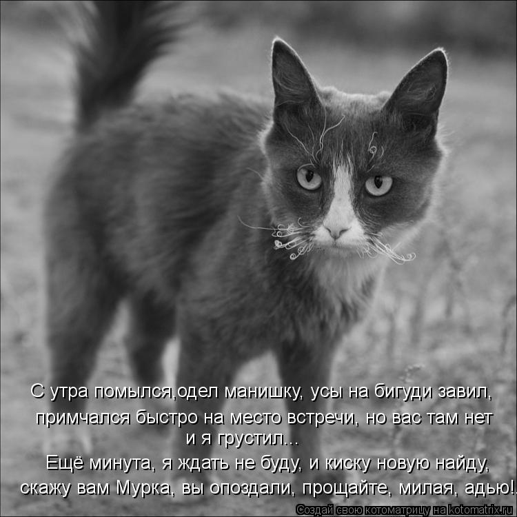 С утра помылся,одел манишку, усы на бигуди завил, примчался быстро на место встречи, но вас там нет и... Котоматрица: С утра помылся,одел манишку, усы на бигуди завил, примчался быстро на место встречи, но вас там нет и я грустил... Ещё минута, я ждать не буду, и