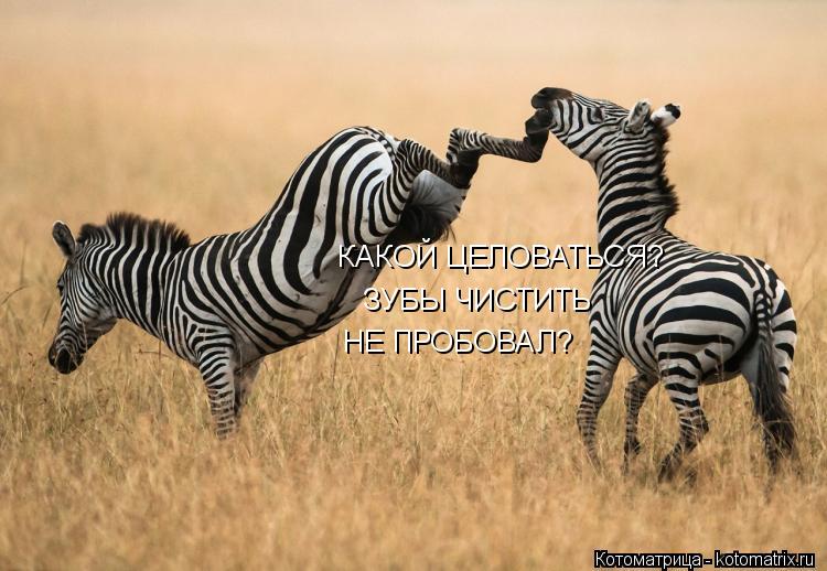 КАКОЙ ЦЕЛОВАТЬСЯ? ЗУБЫ ЧИСТИТЬ НЕ ПРОБОВАЛ?... Котоматрица: КАКОЙ ЦЕЛОВАТЬСЯ? ЗУБЫ ЧИСТИТЬ НЕ ПРОБОВАЛ?