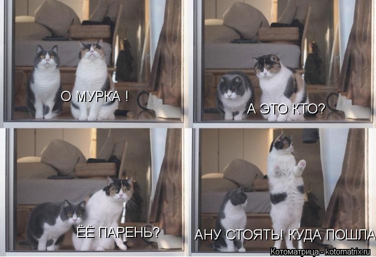 О МУРКА ! А ЭТО КТО? ЁЁ ПАРЕНЬ? АНУ СТОЯТЬ! КУДА ПОШЛА... Котоматрица: О МУРКА ! А ЭТО КТО? ЁЁ ПАРЕНЬ? АНУ СТОЯТЬ! КУДА ПОШЛА