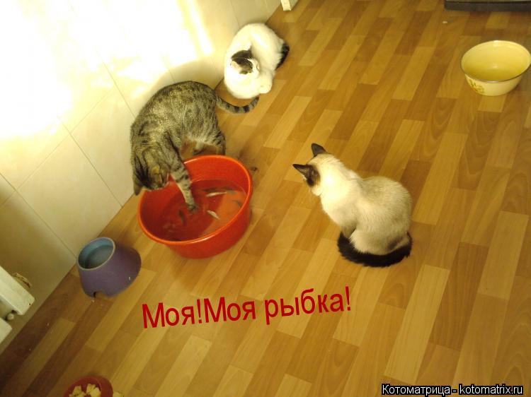Моя!Моя рыбка!... Котоматрица: Моя!Моя рыбка!