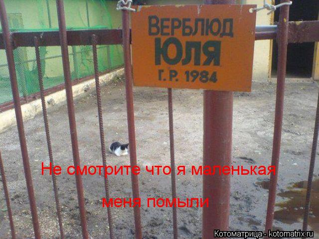 Не смотрите что я маленькая меня помыли... Котоматрица: Не смотрите что я маленькая меня помыли