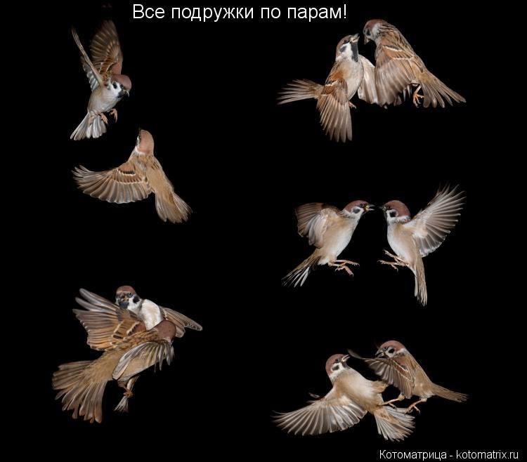Все подружки по парам!... Котоматрица: Все подружки по парам!