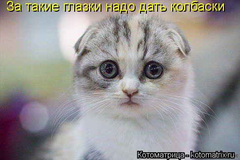 За такие глазки надо дать колбаски... Котоматрица: За такие глазки надо дать колбаски