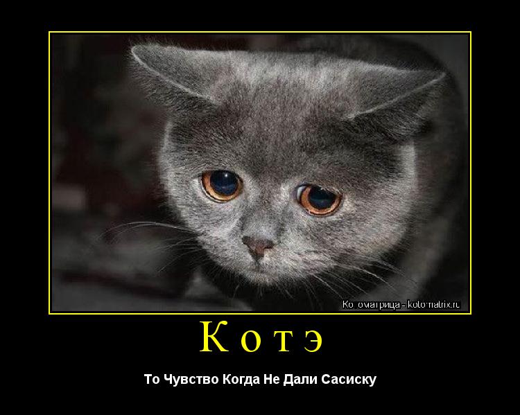 Котэ То Чувство Когда Не Дали Сасиску... Котоматрица: Котэ То Чувство Когда Не Дали Сасиску