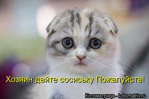 Хозяин дайте сосиську Пожалуйста!... Котоматрица: Хозяин дайте сосиську Пожалуйста!