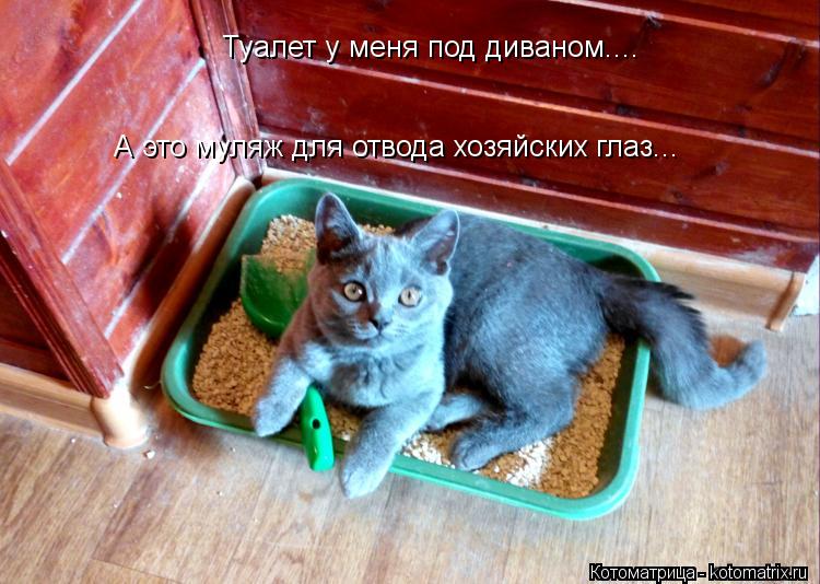 Туалет у меня под диваном.... А это муляж для отвода хозяйских глаз...... Котоматрица: Туалет у меня под диваном.... А это муляж для отвода хозяйских глаз...