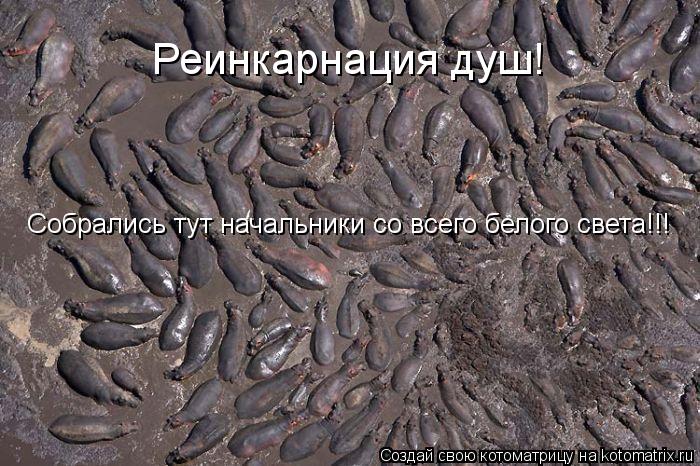 Собрались тут начальники со всего белого света!!! Реинкарнация душ!... Котоматрица: Собрались тут начальники со всего белого света!!! Реинкарнация душ!