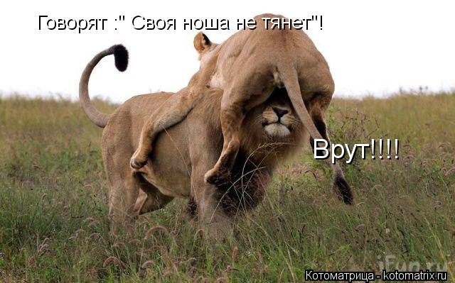 Говорят :" Своя ноша не тянет"! Врут!!!!... Котоматрица: Говорят :" Своя ноша не тянет"! Врут!!!!