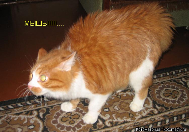 Котоматрица: МЫШЬ!!!!!....