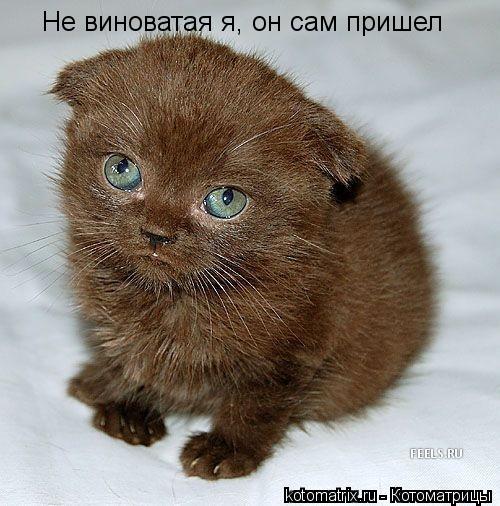 Не виноватая я, он сам пришел... Котоматрица: Не виноватая я, он сам пришел