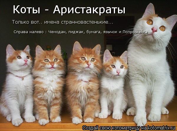 Коты - Аристакраты Только вот.. имена странновастенькие... Справа налево : Чемодан, пиджак, бумага, я... Котоматрица: Коты - Аристакраты Только вот.. имена странновастенькие... Справа налево : Чемодан, пиджак, бумага, язычок и Попрошайка