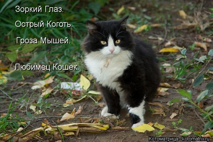 Зоркий Глаз. Острый Коготь. Гроза Мышей. Любимец Кошек.... Котоматрица: Зоркий Глаз. Острый Коготь. Гроза Мышей. Любимец Кошек.