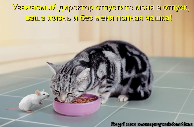 Котоматрица: Уважаемый директор отпустите меня в отпуск, ваша жизнь и без меня полная чашка!