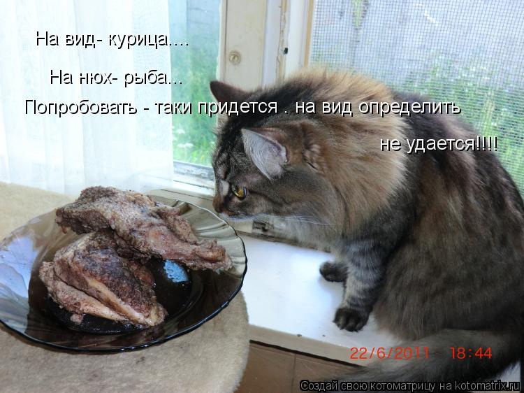 На вид- курица.... На нюх- рыба... Попробовать - таки придется . на вид определить не удается!!!!... Котоматрица: На вид- курица.... На нюх- рыба... Попробовать - таки придется . на вид определить не удается!!!!