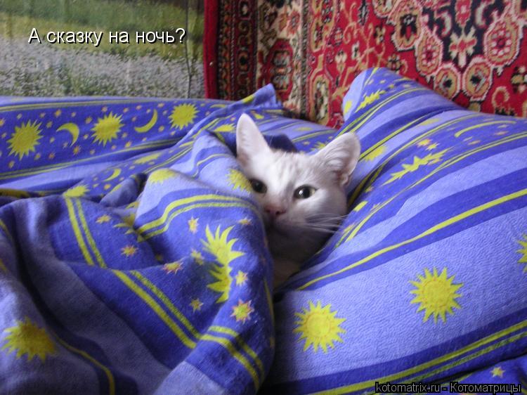 А сказку на ночь?... Котоматрица: А сказку на ночь?
