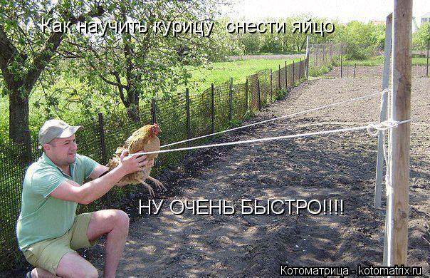 Как научить курицу снести яйцо НУ ОЧЕНЬ БЫСТРО!!!!... Котоматрица: Как научить курицу снести яйцо НУ ОЧЕНЬ БЫСТРО!!!!