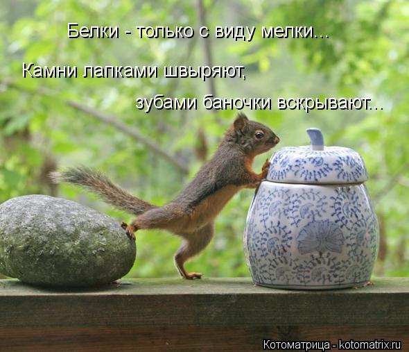 Белки - только с виду мелки... Камни лапками швыряют, зубами баночки вскрывают...... Котоматрица: Белки - только с виду мелки... Камни лапками швыряют, зубами баночки вскрывают...