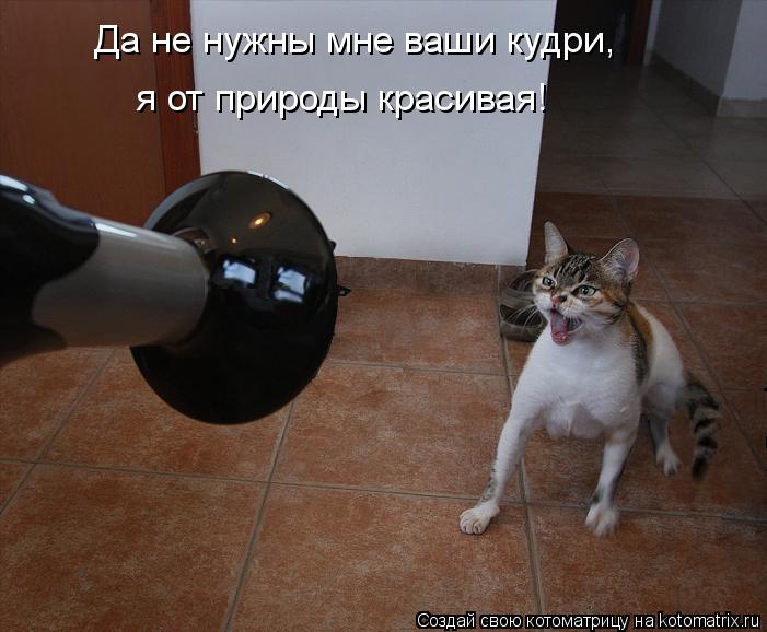 Да не нужны мне ваши кудри, я от природы красивая!... Котоматрица: Да не нужны мне ваши кудри, я от природы красивая!