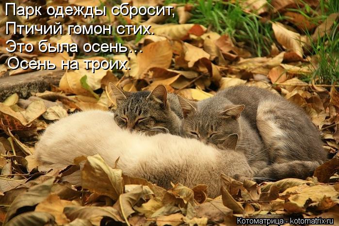 Парк одежды сбросит, Птичий гомон стих. Это была осень… Осень на троих.... Котоматрица: Парк одежды сбросит, Птичий гомон стих. Это была осень… Осень на троих.