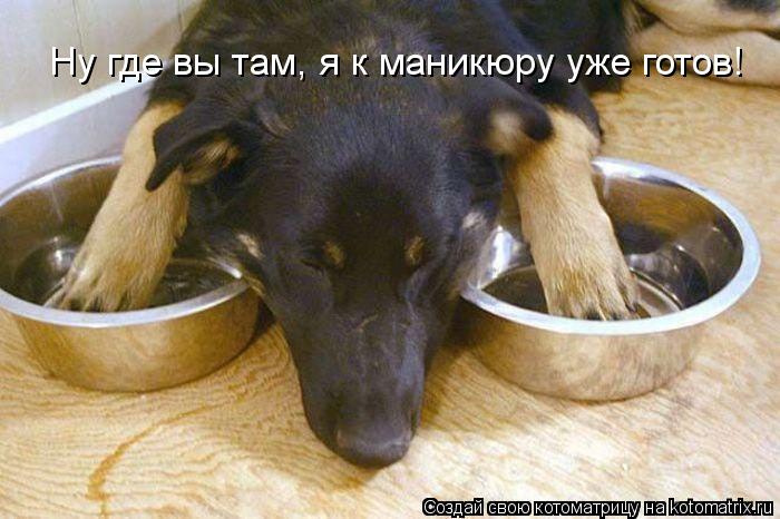 Ну где вы там, я к маникюру уже готов!... Котоматрица: Ну где вы там, я к маникюру уже готов!