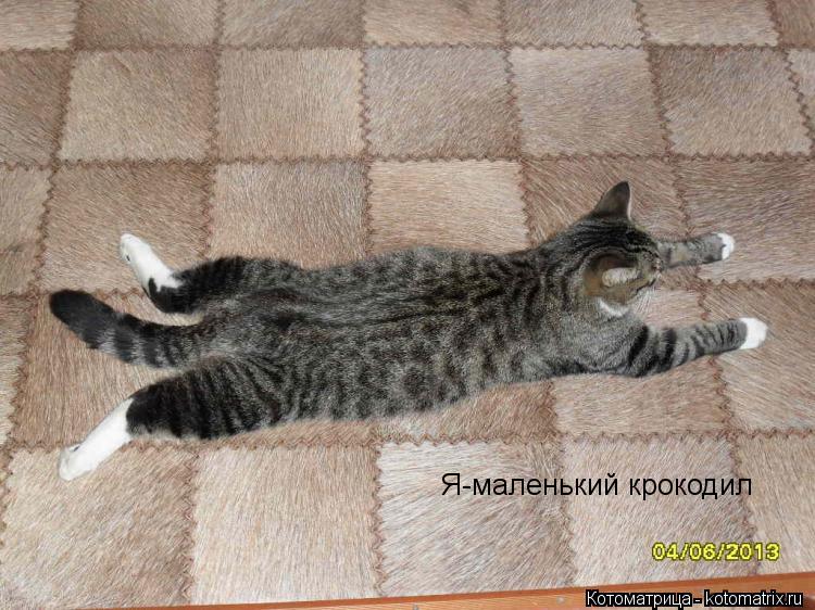 Я-маленький крокодил... Котоматрица: Я-маленький крокодил