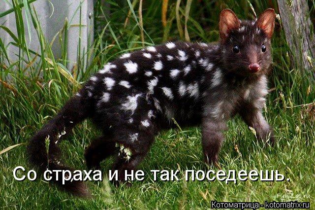 Со страха и не так поседеешь.... Котоматрица: Со страха и не так поседеешь.