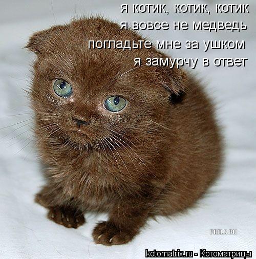 я котик, котик, котик я вовсе не медведь погладьте мне за ушком я замурчу в ответ... Котоматрица: я котик, котик, котик я вовсе не медведь погладьте мне за ушком я замурчу в ответ