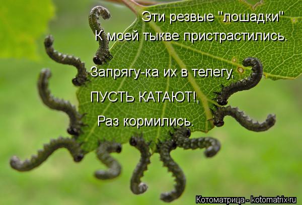 Эти резвые "лошадки" К моей тыкве пристрастились. Запрягу-ка их в телегу, Раз кормились. ПУСТЬ КАТАЮТ... Котоматрица: Эти резвые "лошадки" К моей тыкве пристрастились. Запрягу-ка их в телегу, Раз кормились. ПУСТЬ КАТАЮТ!,